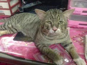 我就爱看你们看不爽我却又干不掉我的样子
