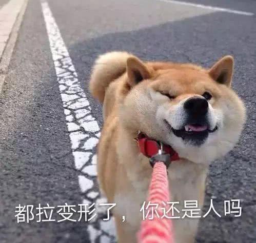 倔强的法牛,听说要回家后一动不动,可主人一说吃饭就跑得贼快