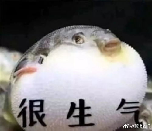 生气的斗图表情包河豚