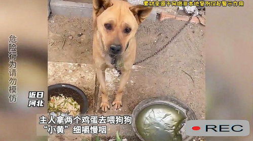 小黄狗表情包全集主人