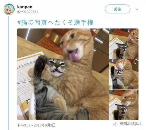 喵星人丑照大赛千奇百怪