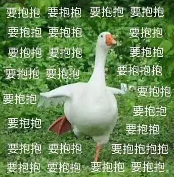 广州一小区团宠离奇失踪,查看监控发现