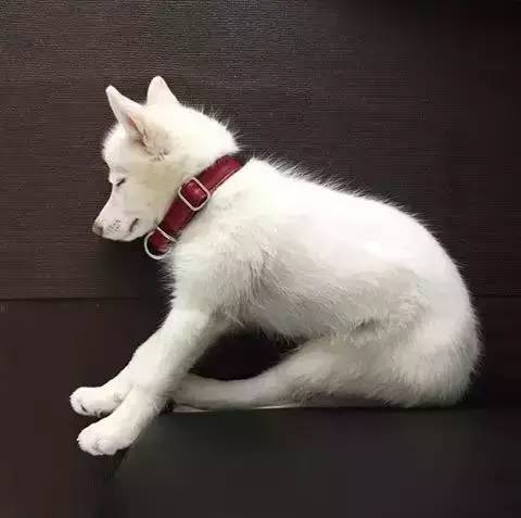 除了表情包,二哈的奇葩行为更是狗界的一股清流