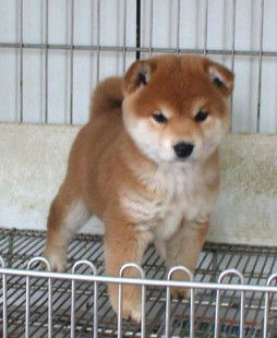 杭州哪里有卖秋田幼犬.杭州秋田犬疫苗做包健康