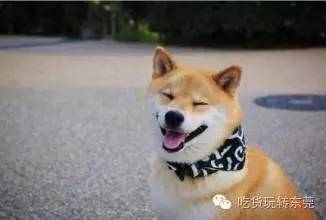 原来,可爱的柴犬也有这么的一面