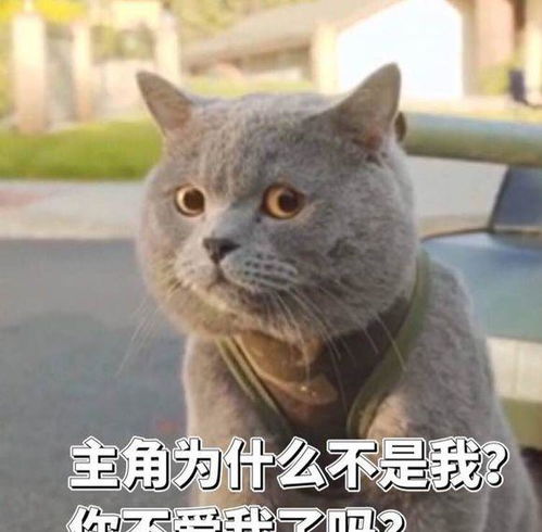 主人把英国短毛猫养成了表情包猫咪买我的时候你不是这样的