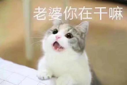 在干嘛系列斗图表情包合集在干嘛鸭,北鼻