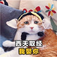 女孩我十拿九稳就差你一吻表情包猫咪土味情话带字表情包下载乐游网游戏下载