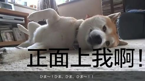 小黄狗表情包全集公猫