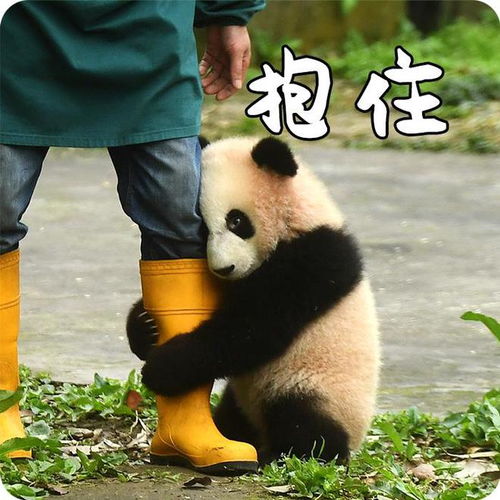 我的大熊猫表情包分你一点