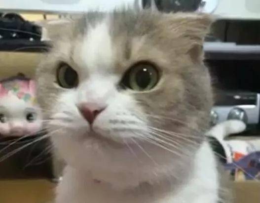 主人告诉猫咪小鱼干没了,猫咪听了脸色大变,表情超凶