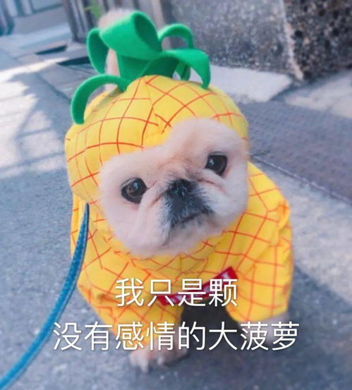 男生眼中主动vs倒贴的区别在哪