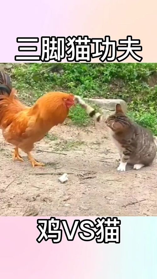 猫咪日常,搞笑配音视频,动物世界精彩集锦