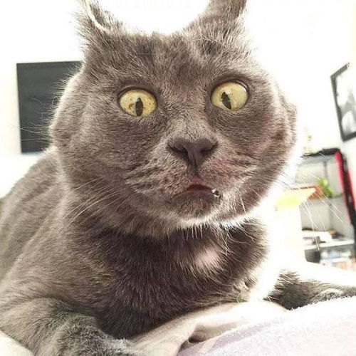 猫咪激怒铲屎官的日常,你知道吗养猫前需要做好的那些功课
