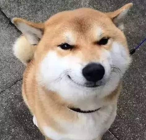 柴犬与哈士奇的混血儿长这样的,二哈的基因这次被征服了