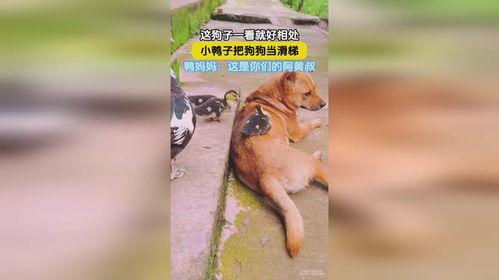 这狗子一看就好相处,小鸭子把狗狗当滑梯,鸭妈妈这是你们的阿黄叔