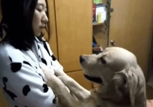 狗训人视频火爆全网,男同志看到后,纷纷低下了头