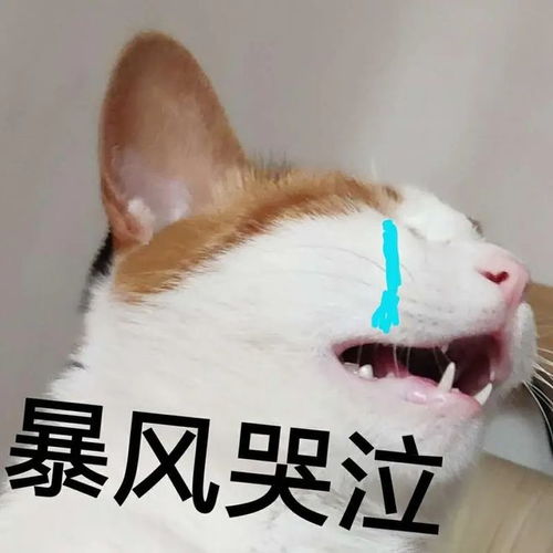 偶然遇见走丢半年的猫,浑身是伤不再相信人,宠主泪目我来晚了