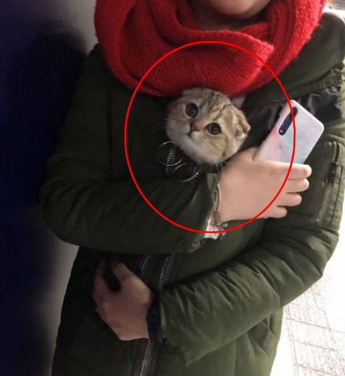 猫咪第一次出远门,露出好奇小脑袋,表情萌化人