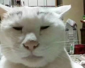 有人不相信猫会有长得丑的,都特么给我看仔细了搞笑频道