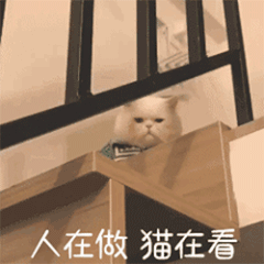 沙雕猫咪表情包