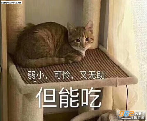弱小可怜又无助但能吃表情包没有50度的酒说不出我的故事表情包图片下载乐游网游戏下载