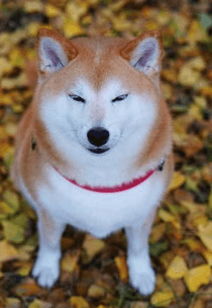 史上最全柴犬表情包合集来啦,约吗