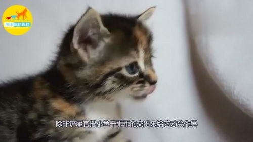猫咪为了让宠主带自己出去玩,抓住衣服拼命卖萌,表情太可爱