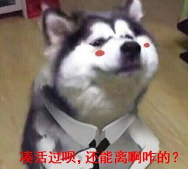哈皮狗表情包表情包