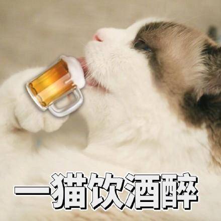 新版全是猫表情包来了,哈哈太逗了