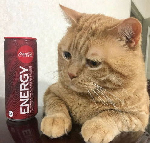 橘猫老喜欢皱眉头,它天生自带幽怨的小表情,猫我太难了