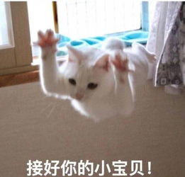 白猫是不是较其他毛色的猫咪脾气更差