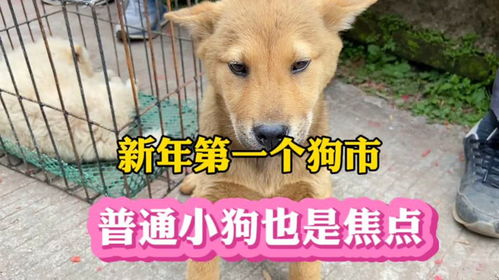 新年第一个狗市是怎样一番景象普通的小黄狗也成为了焦点