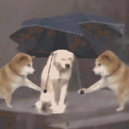 小黄狗表情包全集表情包