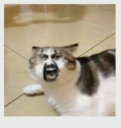 别人在微信里发了一个动态的猫头人脸表情图片,是一个猫头,有好几个的人脸,转一下变一下脸叫什么表情,
