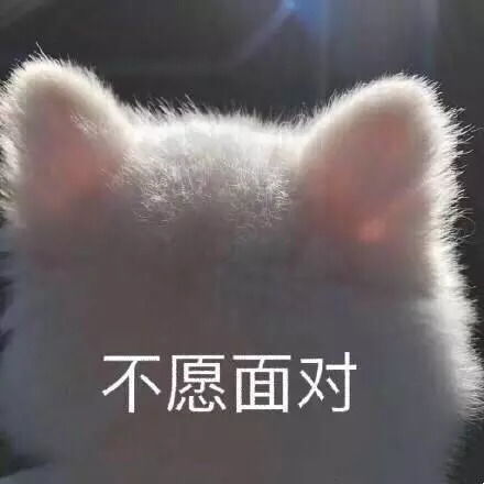 日常吸猫表情包