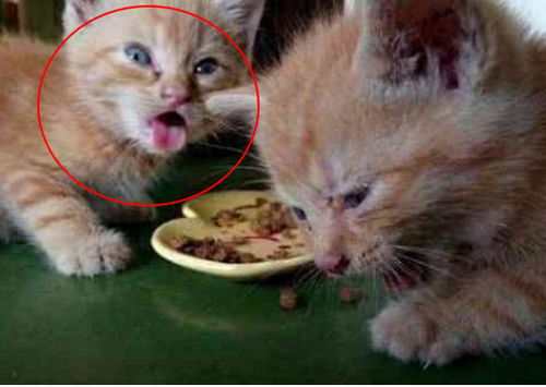 给小橘猫试新猫粮这货吃完竟是这副表情网友笑出杀猪般的笑声