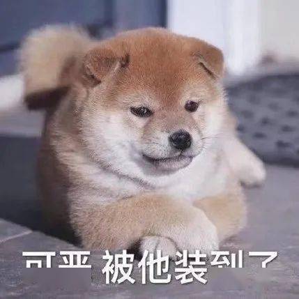 英专生谈恋爱最好别找网文小说男主狗头