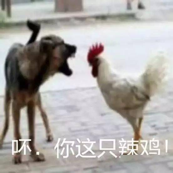 自从养了这条狗,家里人连放个屁都要看它的脸色了