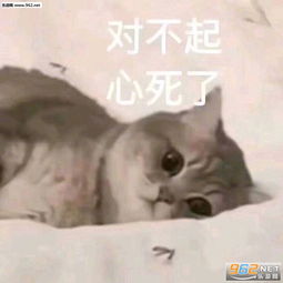 我可以报名成为你的现任吗表情包对不起心死了表情包图片下载乐游网游戏下载