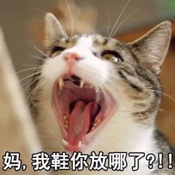 表情包丨我和爸妈的日常
