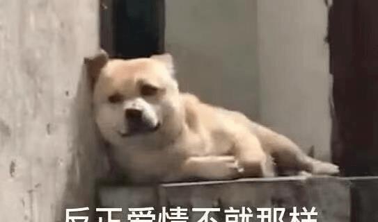 海归学霸崇尚美式恋爱,大胆求爱一日女友,遭网友疯狂嘲讽留学生男女关