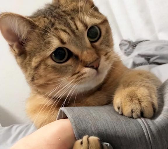 猫主子被你养熟了,会有这8种表现,装不出来的