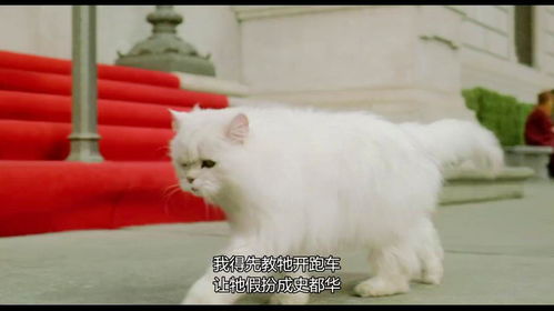 精灵鼠小弟猫咪听说小耗子死了,我感觉很难受表情真丰富