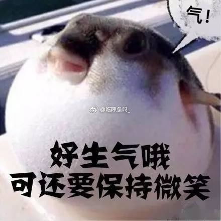 河豚生气带字表情包气成一只河豚表情包