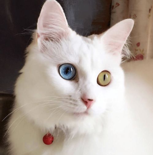 养猫每个月都要驱虫吗
