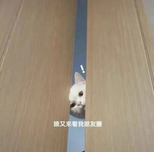 微信沙雕表情包王思聪的微信都有人不回,我微信没人回也正常