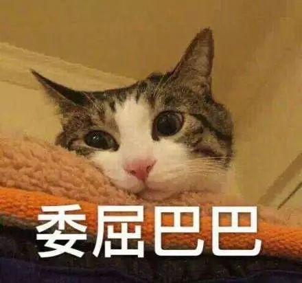 由薛定谔的猫联想到的人类吸猫史
