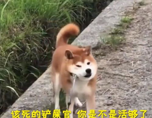 柴犬wink表情包不和