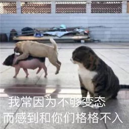 最全沙雕狗子表情包合辑年度最傻狗子都在这儿了